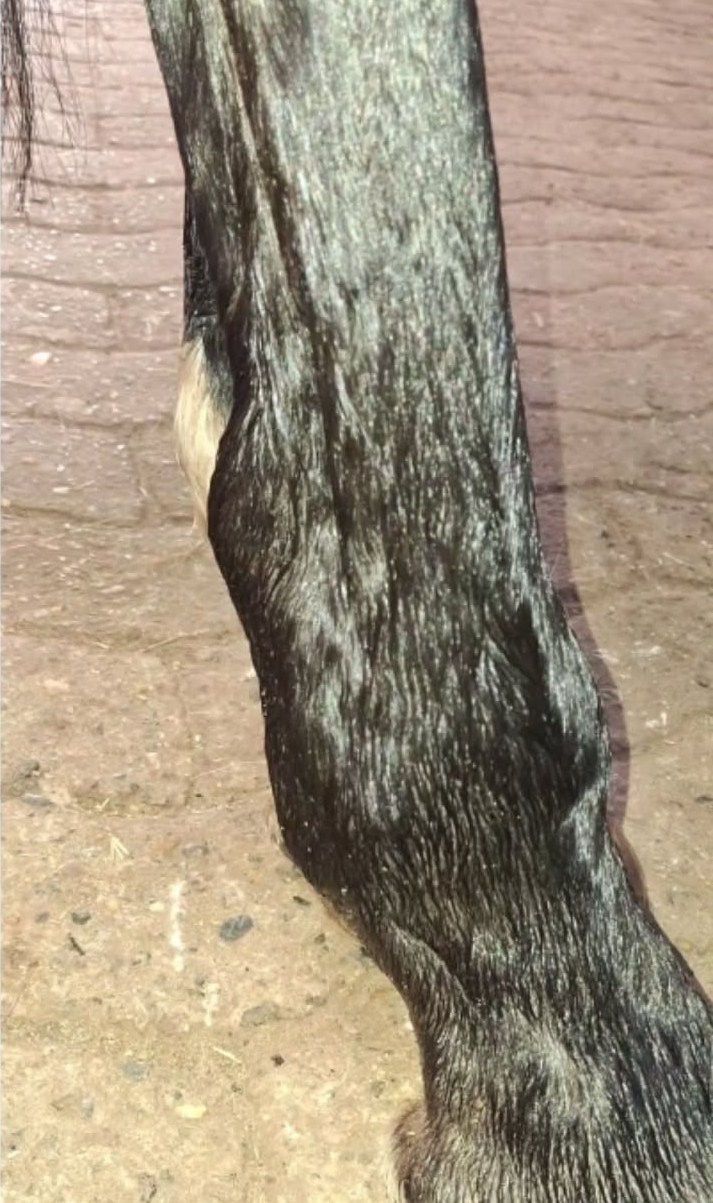 The same leg after a course of sessions, the swelling visibly reduced