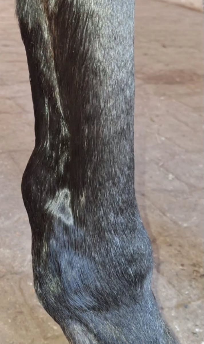 A horse's hind leg before treatment, with visible swelling around the joint
