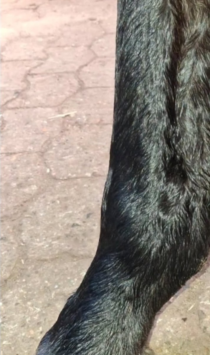 The same limb from a second angle at the end of the cycle, the contour visibly cleaner