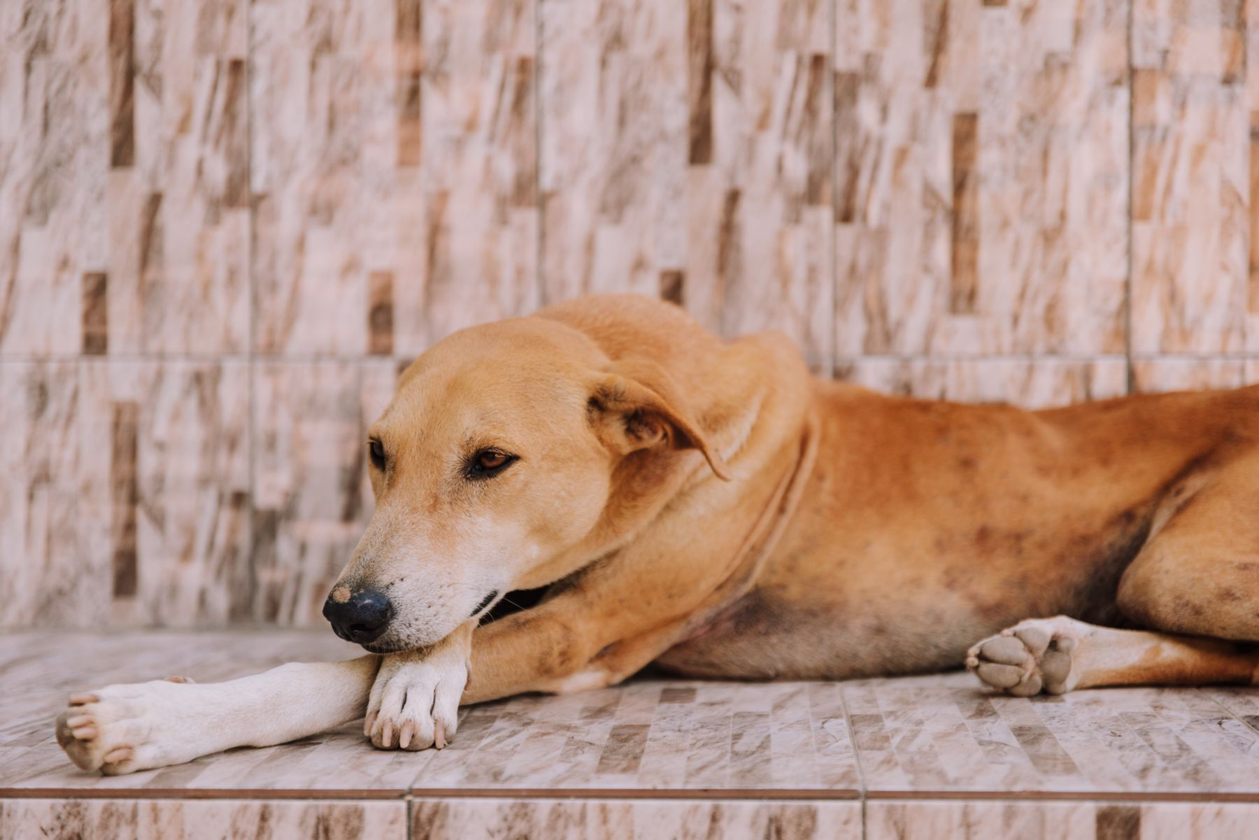 An older dog lying down completely at ease, unrestrained